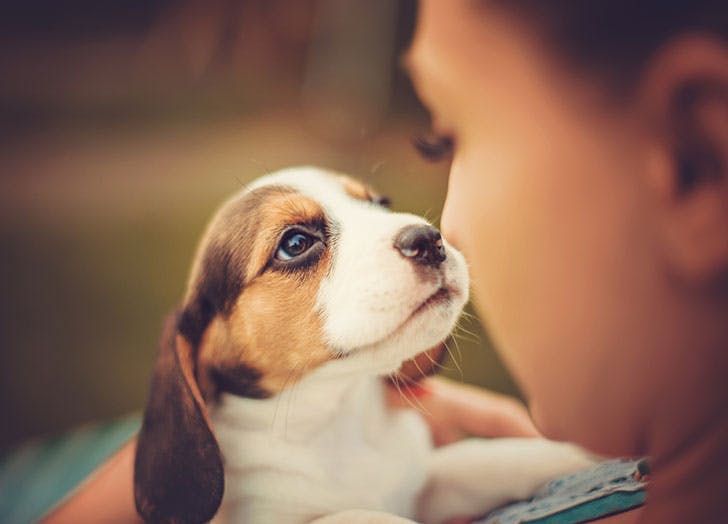 Cute-dog-looking-up-at-owner